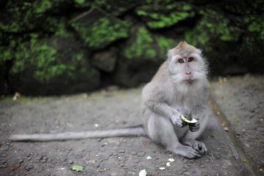 Monkey Forest, Ubud, Bali