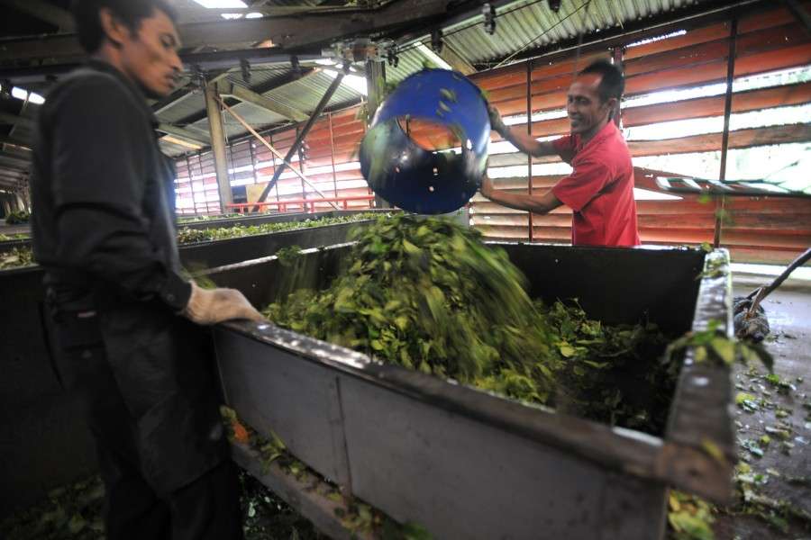  Drying the tea, Lembang Tea Plantations, Indonesia
