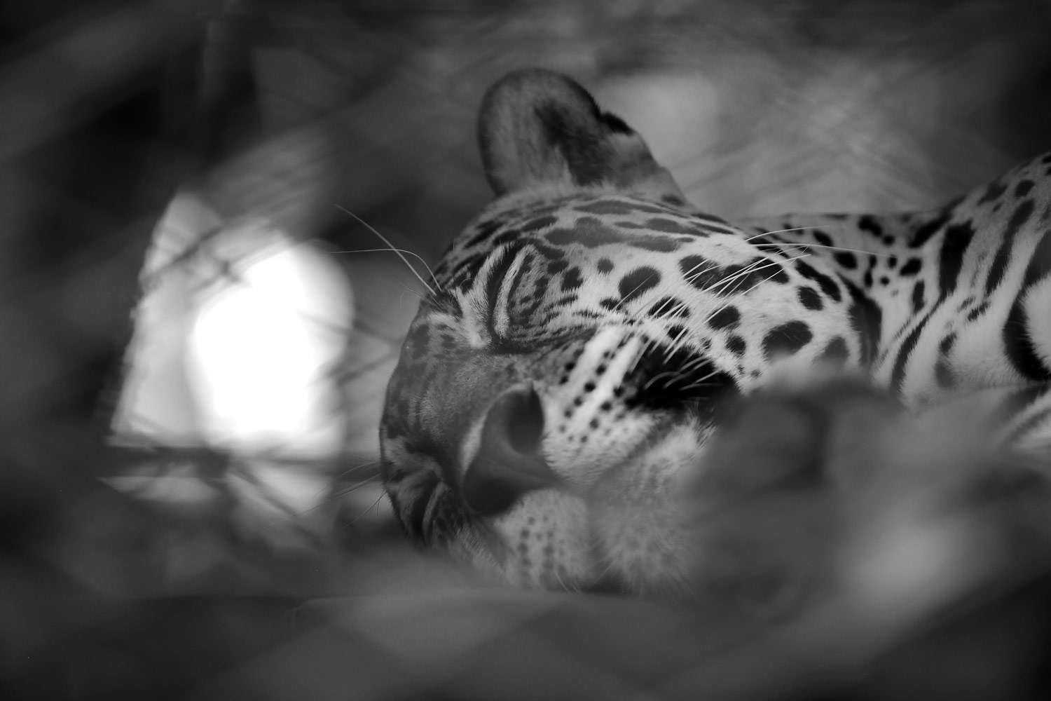 Jaguar at the Las Pumas Rescue Center, Costa Rica