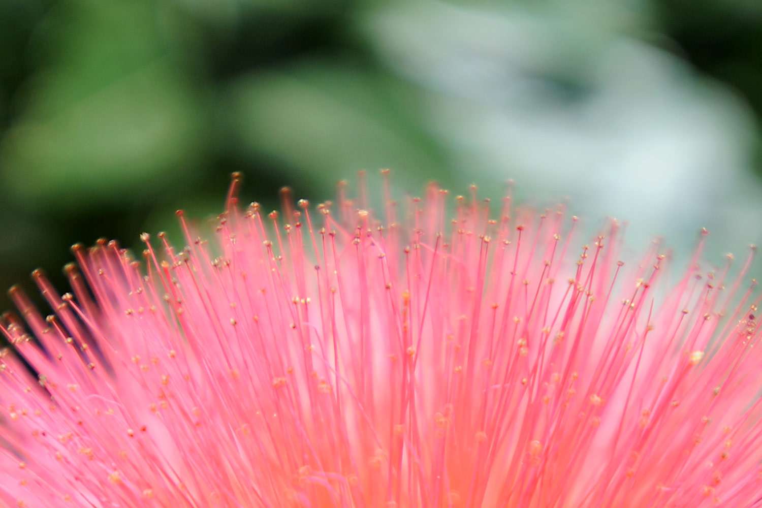 Flower close up, Costa Rica.