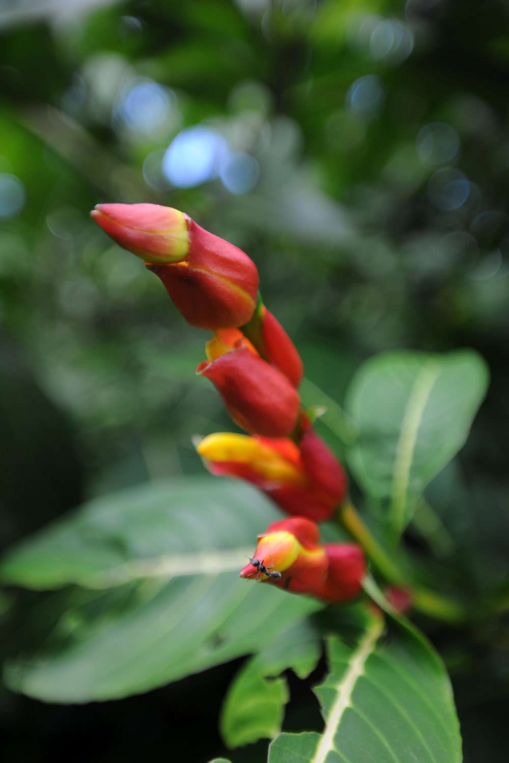 Flower, Costa Rica.