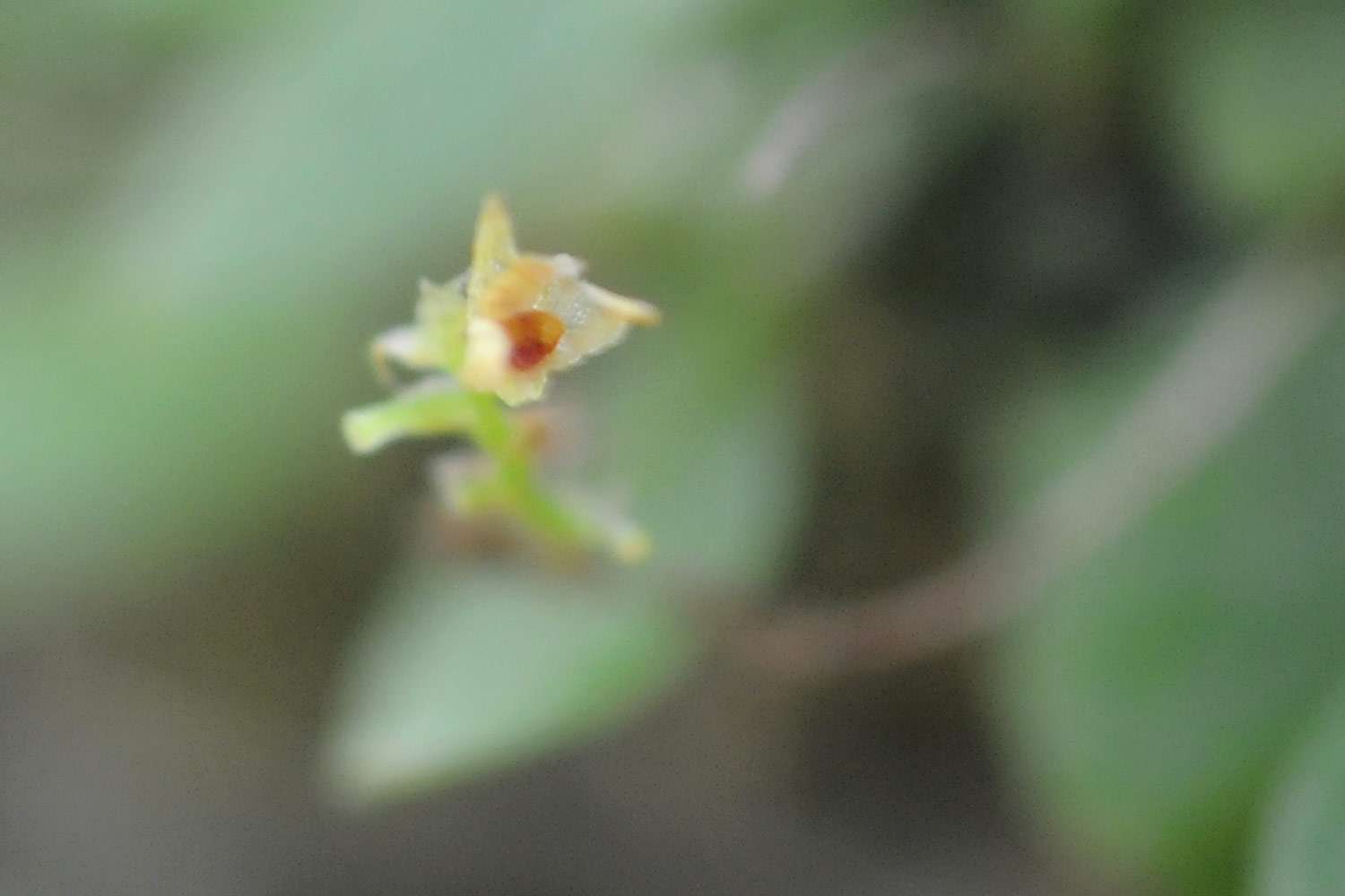 Smallest orchid in the world, platystele jungermannioides.
