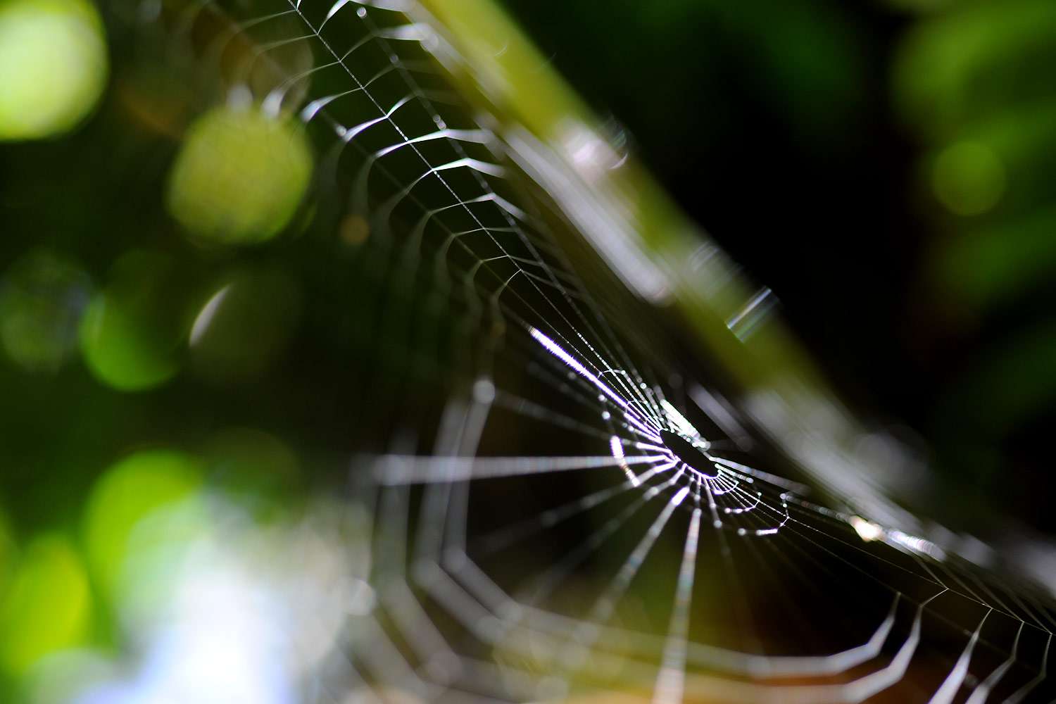 Spider web, Monteverde Cloud Forest, Costa Rica