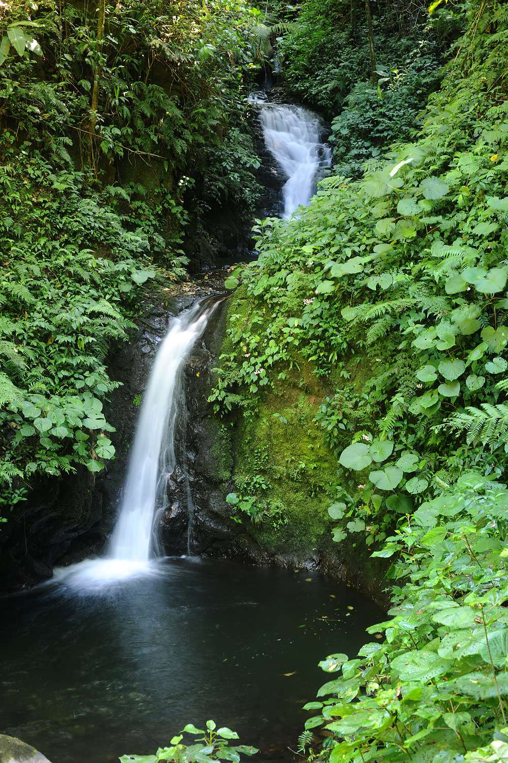 Waterfall, Monteverde Cloud Forest, Costa Rica