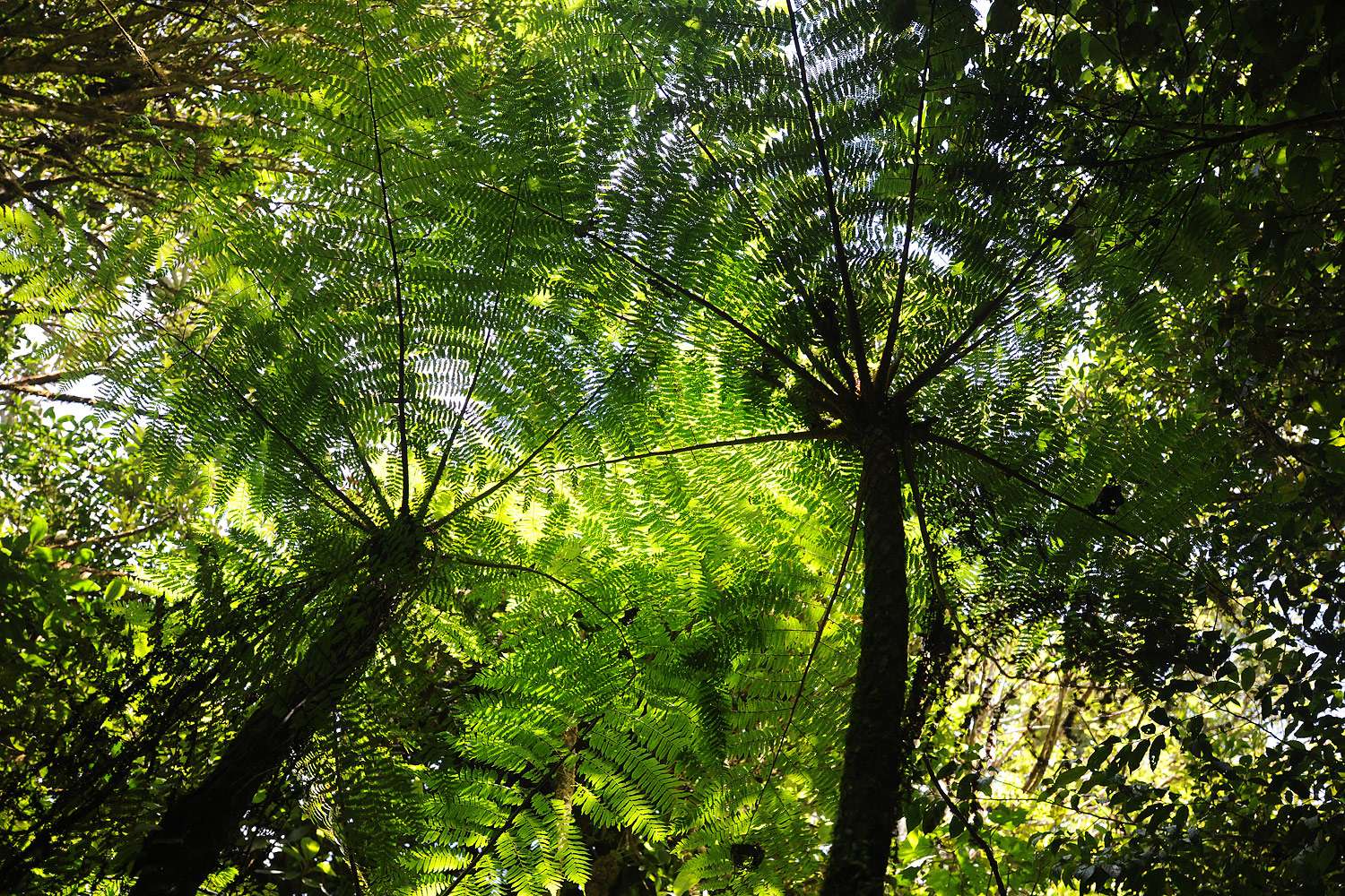 Giant Ferns, Monteverde Cloud Forest, Costa Rica