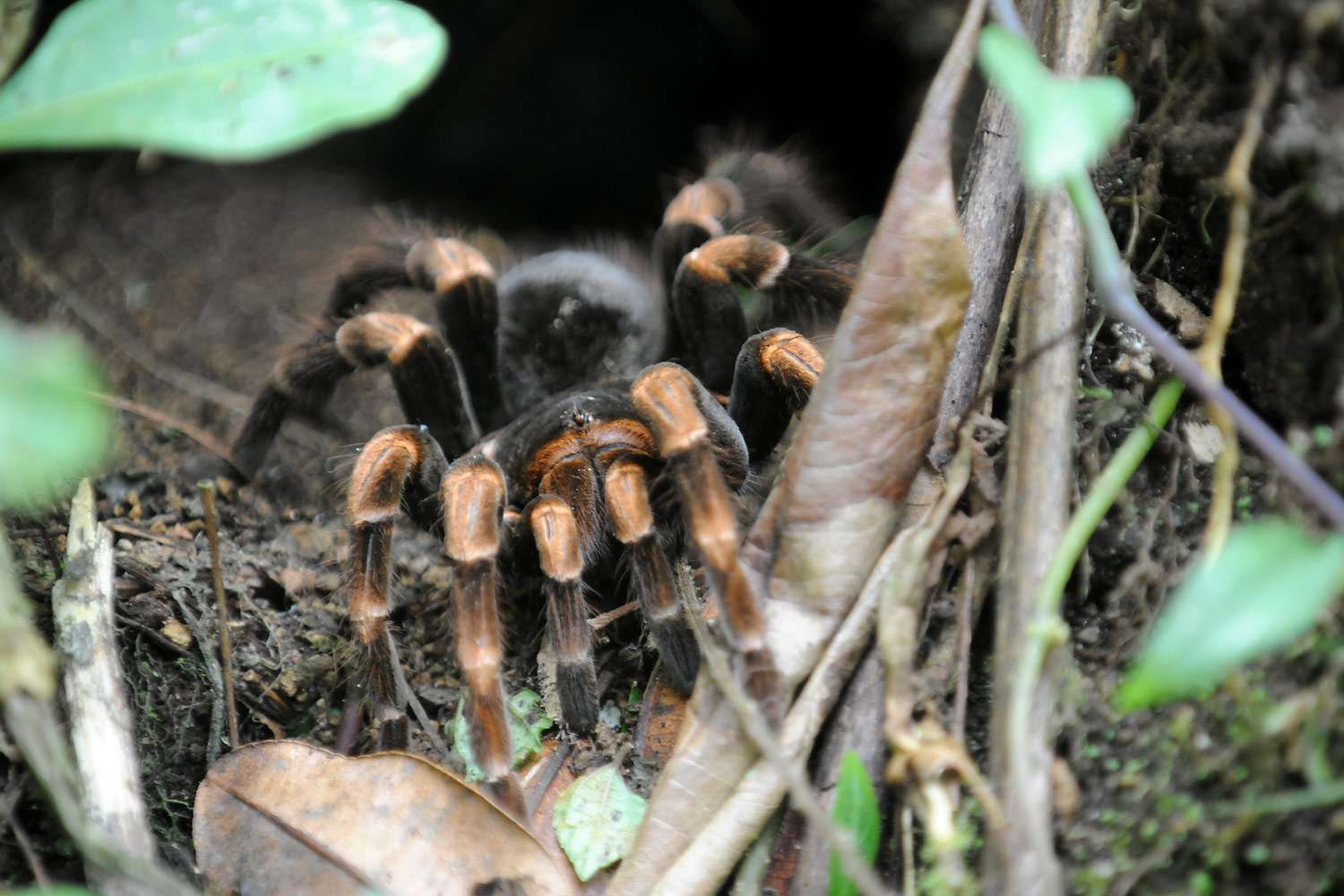 Tarantula, Santa Elena Cloud Forest Reserve, Costa Rica.