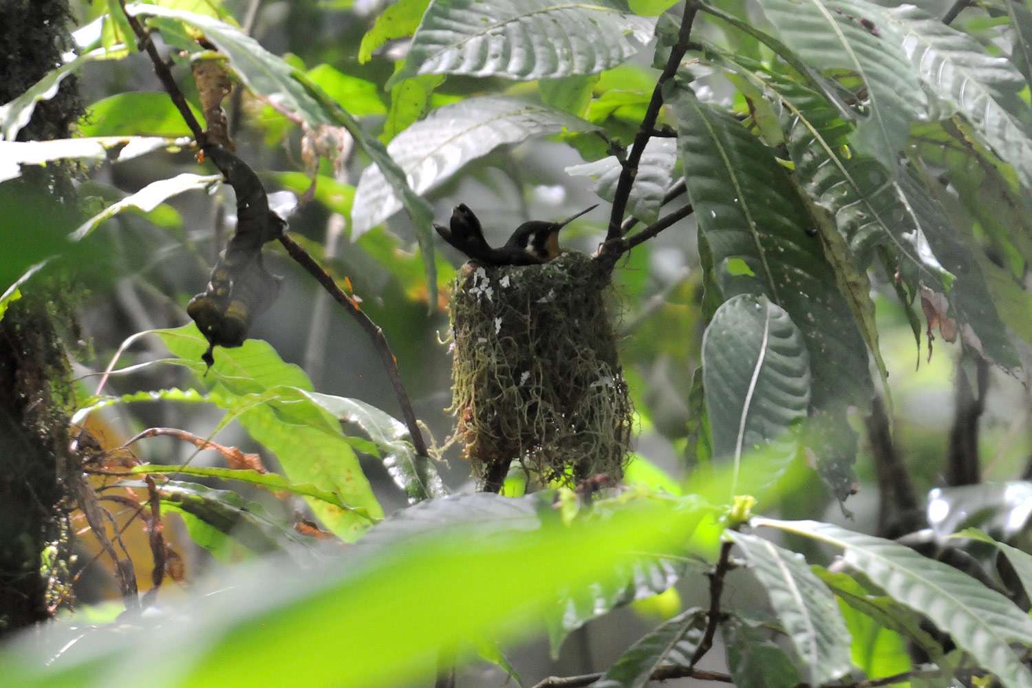 Humming bird in her nest, Santa Elena Cloud Forest Reserve, Costa Rica.