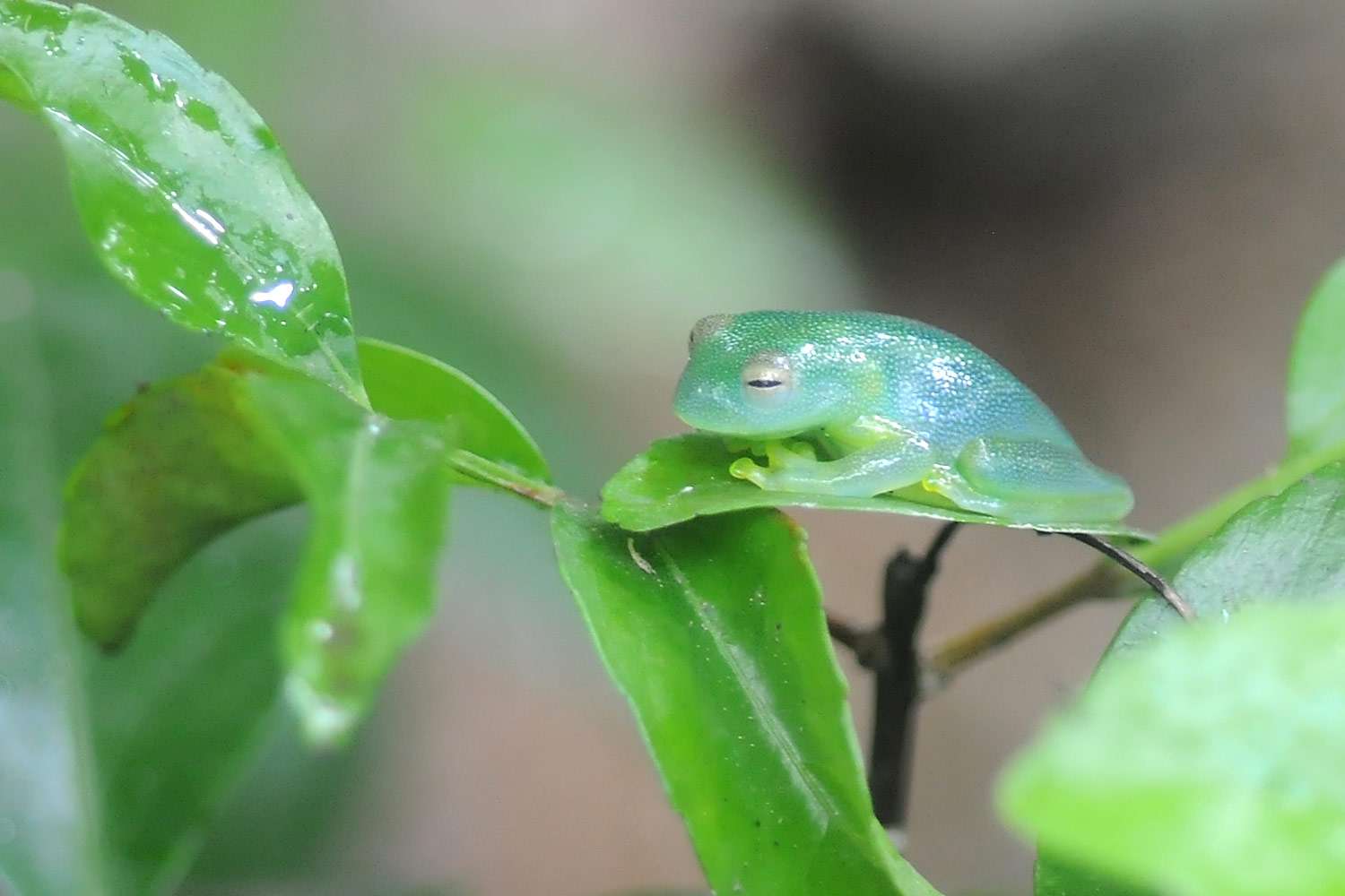 Glass Frog, Monteverde Frog Museum, Costa Rica