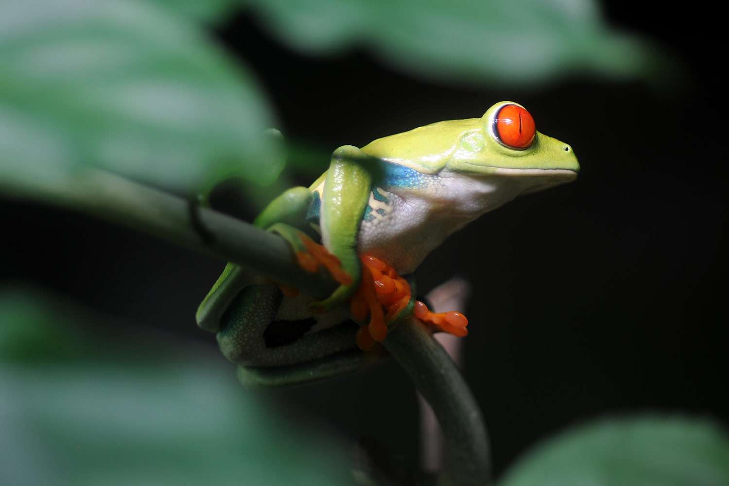 Red Eyed Tree Frog, Monteverde Frog Museum, Costa Rica