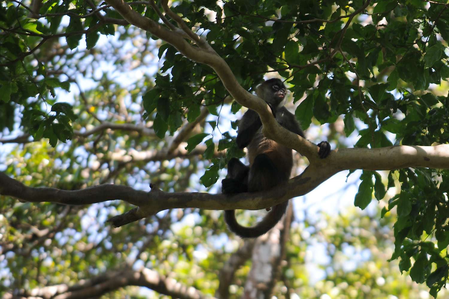 Monkey watching from a tree, Costa Rica.