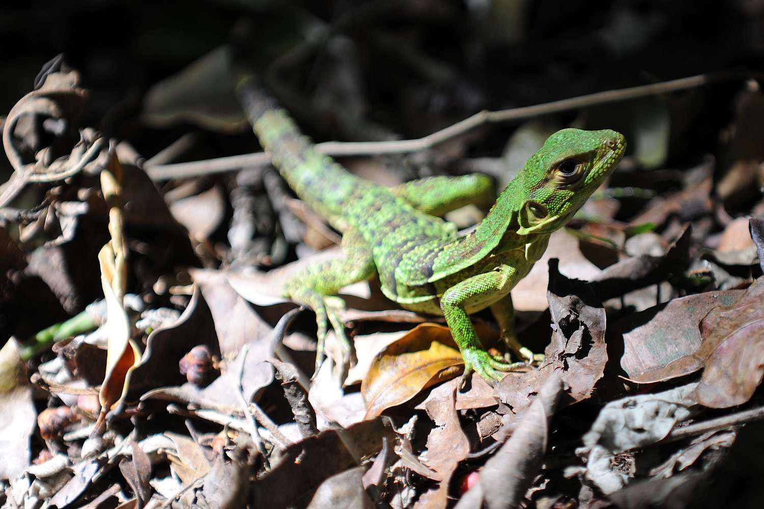 A small green Costa Rican lizard.