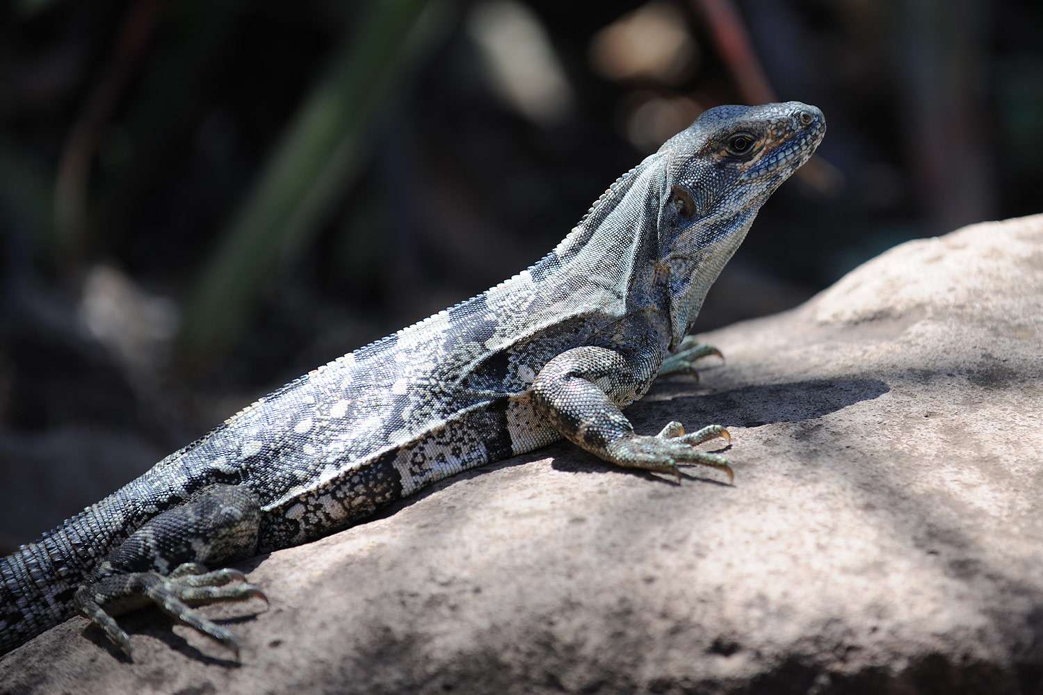 Iguana sun bathing, Rincón de la Vieja, Costa Rica.