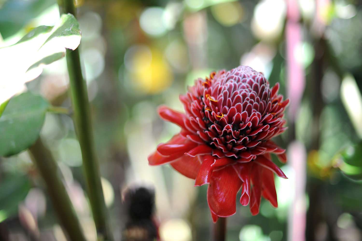 Fist Sized Red Flower