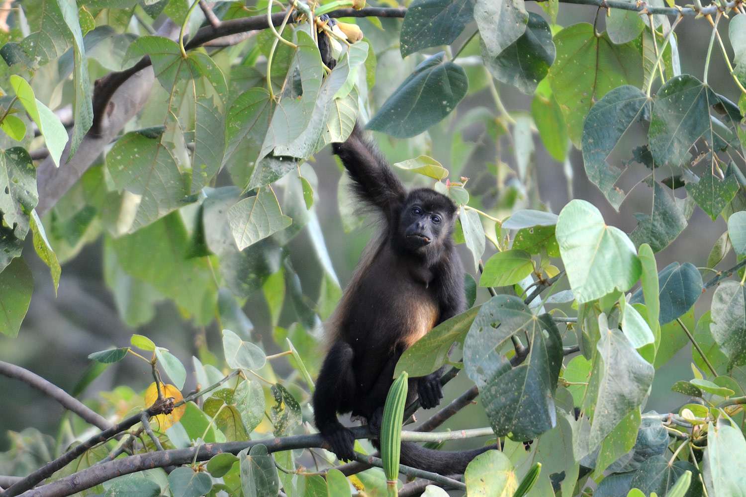 Howler monkeys munching flowers, Ostional, Costa Rica