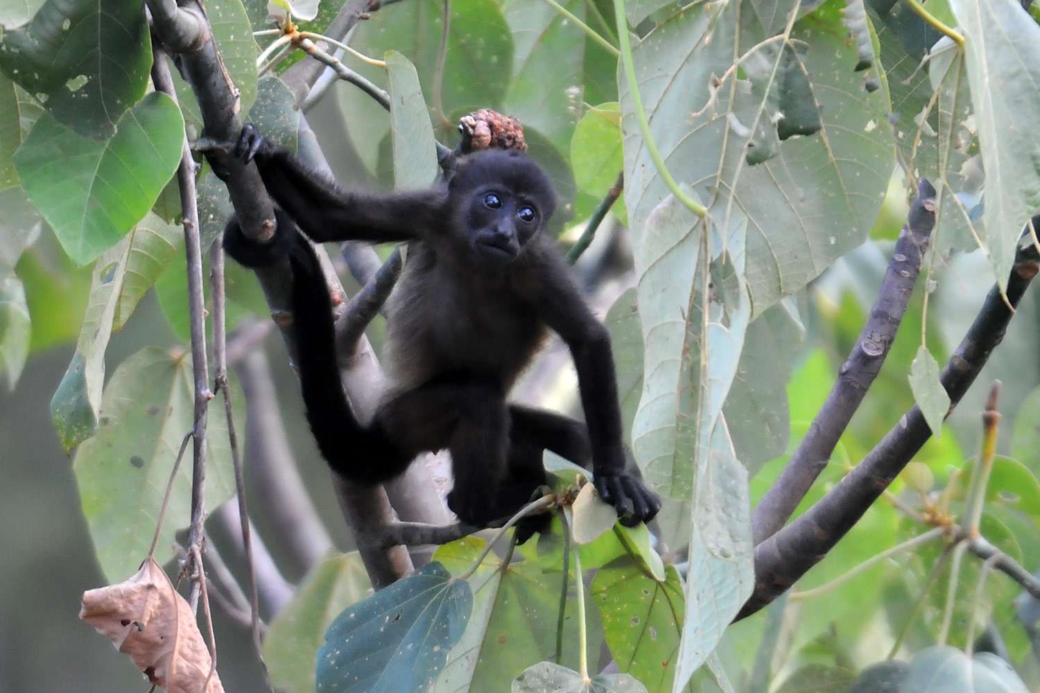 Baby Howler monkey, Ostional, Costa Rica