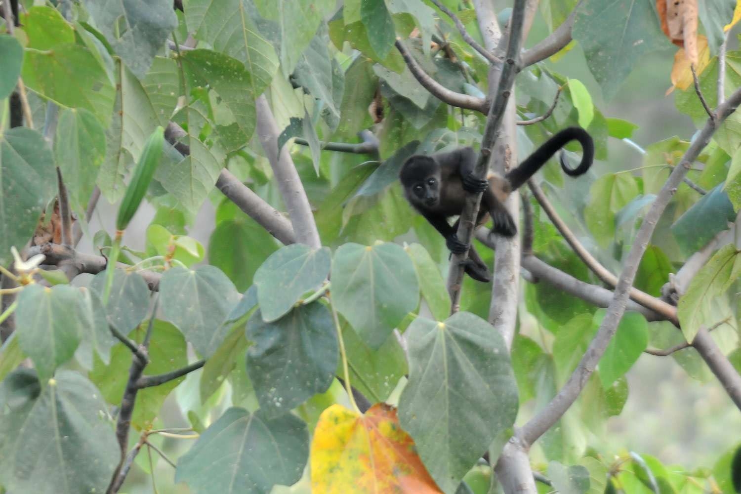 Baby Howler monkey, Ostional, Costa Rica