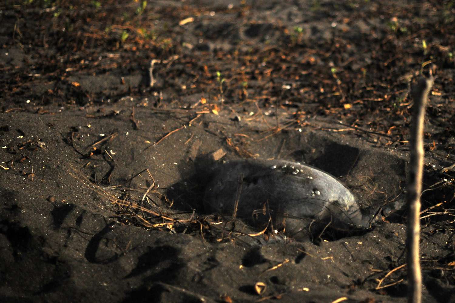 Black turtle laying eggs on Ostional Beach, Costa Rica