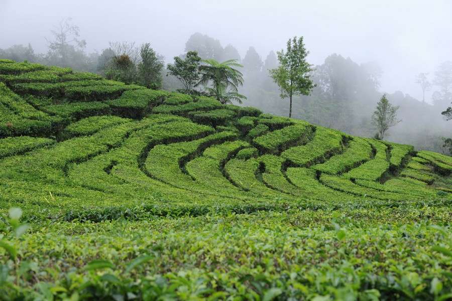 Lembang Tea Plantations, Indonesia