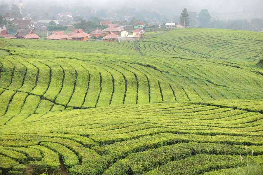 Lembang Tea Plantations, Indonesia