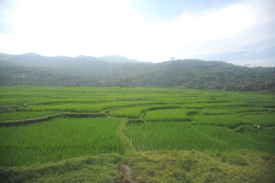 Terraced rice fields from the Bandung-Yoygakarta train
