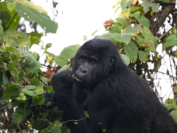 Mountain Gorilla Uganda Bwindi