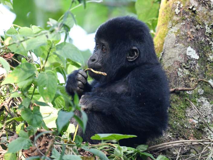 Mountain Gorilla Bwindi Uganda Photos